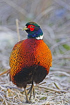 Male Common pheasant (Phasianus colchicus) portrait, in winter frost, near Ringwood, Hampshire, England, December