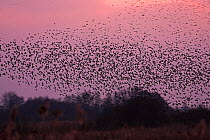 Large flock of Common starlings (Sturnus vulgaris) flying to reed bed roost at sunset, Westhay Moor NNR, Somerset, England, February