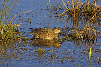 Common teal (Anas crecca) female swimming in shallow water, Catcott Lows, Somerset, England, February