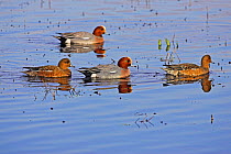 Eurasian wigeon (Anas penelope) two males and two females on shallow water, Catcott Lows, Somerset, England, February