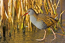 Water rail (Rallus aquaticus) walking on ice, Westhay Moor National Nature Reserve, Somerset, England, February