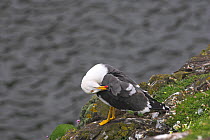 Lesser black backed gull (Larus fuscus) preening on cliff top, Isle of May, Firth of Forth, Scotland, June