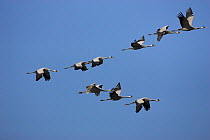 Common crane (Grus grus) group in flight, Hortobagy National Park, Hungary, November