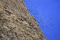 Alpine chough (Pyrrhocorax graculus) flock in flight over rocky ridge, near Crevoux, Alps, France, November