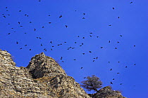 Alpine chough (Pyrrhocorax graculus) flock in flight over rocky ridge, near Crevoux, Alps, France, November
