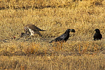 Prairie falcon (Falco mexicanus) and two Common american crows (Corvus brachyrhynchos) with waterfowl prey, Bosque del Apache National Wildlife Refuge, New Mexico, USA, January