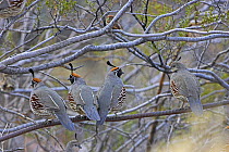 Four Gambel's quails (Callipepla gambelii) on branch, three males and one female, Elephant Butte State Park, New Mexico, USA, January
