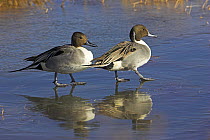 Two Northern pintail (Anas acuta) males standing on ice, Bosque del Apache National Wildlife Refuge, New Mexico, USA, January