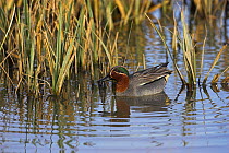 Common teal (Anas crecca) male, Radipole Lake RSPB Reserve, Weymouth, Dorset, March