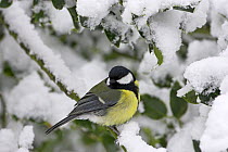 Great tit (Parus major) on snowy branch, New Forest National Park, Hampshire, England, April