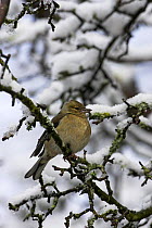 Common chaffinch (Fringilla coelebs) on snowy branch, New Forest National Park, Hampshire, England, April