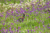 Red-legged partridge (Alectoris rufa) amongst flowering Purple vipers bugloss (Echium plantagineum) Alentejo region, Portugal, March
