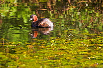 Little grebe (Tachybaptus ruficollis) on water, Cromford Canal, Derbyshire, England, October