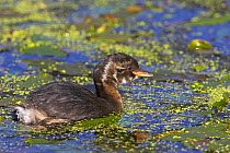 Little grebe (Tachybaptus ruficollis) well grown juvenile water, Cromford Canal, Derbyshire, England, October