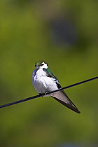 Violet-green swallow (Tachycineta thalassina) perched on wire, Yellowstone National Park, Wyoming, USA, June