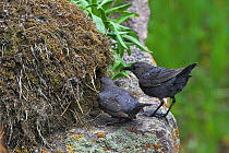 American dipper (Cinclus mexicanus) pair at nest site, Yellowstone National Park, Wyoming, USA, June