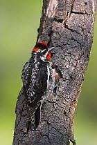 Red-naped sapsucker (Sphyrapicus nuchalis) male on tree trunk, USA, June