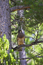 Swainson's hawk (Buteo swainsoni) on branch, West Yellowstone, USA, June