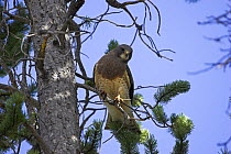 Swainson's hawk (Buteo swainsoni) perched on branch, West Yellowstone, USA, June