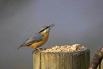 Eurasian nuthatch {Sitta europaea} collecting food from gate post, New Forest National Park, Hampshire, UK, January