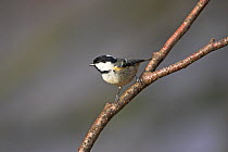 Coal tit {Periparus ater} perched, New Forest National Park, Hampshire, UK, January