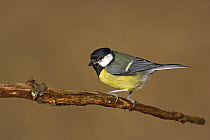 Great tit {Parus major} perched, New Forest National Park, Hampshire, UK, January