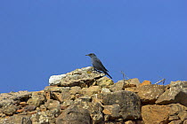 Blue rock thrush {Monticola solitarius} perched on ruined building, Algarve, Portugal, February