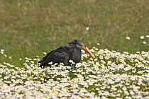 Northern bald / Hermit ibis {Geronticus eremita} ringed individual, Pera Marsh, Algarve, Portugal, Critically endangered species, re-introduced to Portugal, February