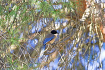 Azure-winged magpie {Cyanopica cyanus} perched in pine tree, Algarve, Portugal