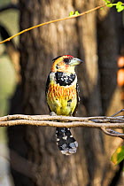 Crested / Levaillant's barbet {Trachyphonus vaillantii} perched in tree, Kruger National Park, South Africa