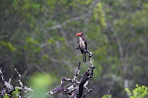 African crowned hornbill {Tockus alboterminatus} perched in tree, Umfolozi Game Reserve, South Africa