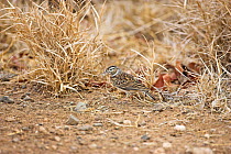 Sabota lark {Mirafra sabota} collecting nesting material, Kruger National Park, South Africa, October