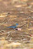 Blue waxbill {Uraeginthus angolensis} male on ground, Kruger National Park, South Africa, October