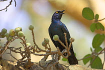Cape / Red shouldered glossy starling {Lamprotornis nitens} perched, Kruger National Park, South Africa, October