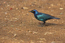 Cape / Red shouldered glossy starling {Lamprotornis nitens} on ground, Kruger National Park, South Africa, October