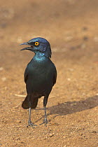 Cape / Red shouldered glossy starling {Lamprotornis nitens} panting, on ground, Kruger National Park, South Africa, October
