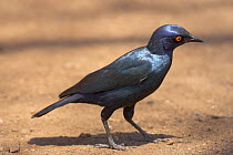 Cape / Red shouldered glossy starling {Lamprotornis nitens} on ground, Kruger National Park, South Africa, October