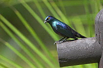 Black-bellied starling {Lamprotornis corruscus} perched, St Lucia Wetland Park, South Africa, November