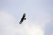 Long-crested eagle {Lophaetus occipitalis} in flight, near Misty Mountain Lodge, South Africa, November
