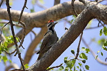 Bearded woodpecker {Thripias / Dendrocopos namaquus} male perched, Kruger National Park, South Africa, November