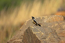 Buff-streaked chat {Oenanthe bifasciata} male perched on rock, singing, Wakkestroom, South Africa, November