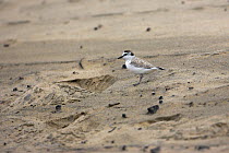 White-fronted plover {Charadrius marginatus} on beach, St Lucia Wetland Park, South Africa, November