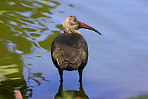 Hadada ibis {Hagedashia / Bostrychia hagedash} Durban Botanical Garden, South Africa, November