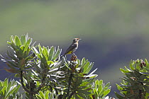 Gurney's sugarbird {Promerops gurneyi} perched,  Lesotho, November