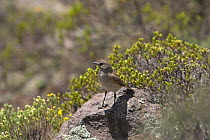 Sickle-winged chat {Cercomela sinuata} perched on rock, Lesotho, November