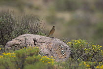 Mountain pipit {Anthus hoeschi} perched on rock, Lesotho, November