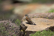 Cape bunting {Emberiza capensis} perched on rock, Lesotho, November