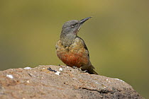 Ground woodpecker {Geocolaptes olivaceus} perched on rock, Lesotho, November