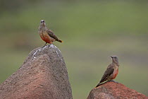 Two Ground woodpeckers {Geocolaptes olivaceus} perched on rock, Lesotho, November
