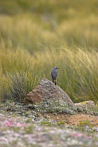 Sentinal rock thrush {Monticola explorator} male perched on rock, Lesotho, November